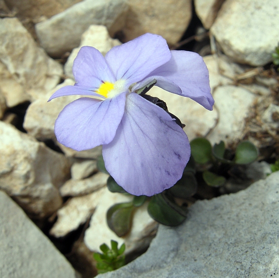 Viola magellensis / Viola della Majella